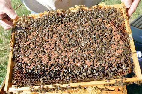 Décryptage de la crise du secteur apicole en Nouvelle-Zélande