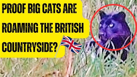 Unraveling the Mystery of Big Cats Roaming the British Countryside