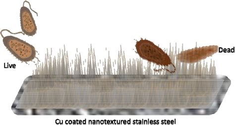 Unveiling the Dual Antibacterial Superpowers of Copper-Coated Nanotextured Stainless Steel