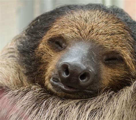 The Fascinating World of Sloths: Evolutionary Secrets Revealed