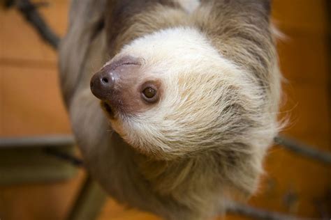 Uncovering the Mysteries of Sloths: Evolutionary Wonders and Adaptations