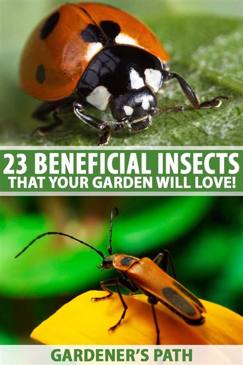 Embracing Nature’s Cycle: Why Letting Insects Thrive in Your Garden Can Be a Game Changer
