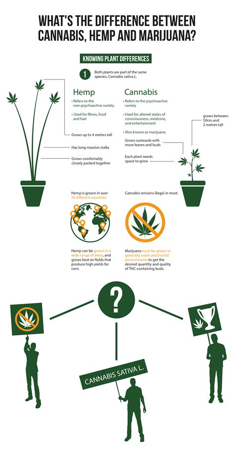 De Hernieuwde Classificatie van Marihuana: Een Symbool van Progressieve Verandering of Electoraal Opportunisme?