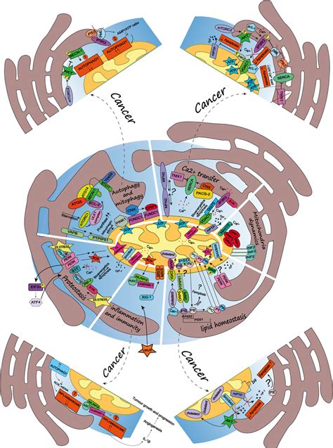 Beyond the Powerhouse: Mitochondria’s Multifaceted Roles in Modern Biology