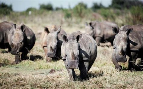 La Nouvelle Stratégie pour Sauver les Rhinocéros Utilise des Radioisotopes