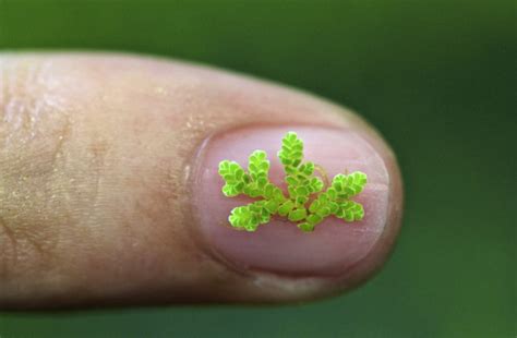 Unpacking the Enigma of the Tiny Fern with the World’s Largest Genome