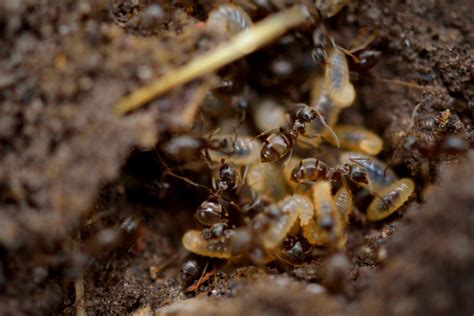 Economic Termites: A Closer Look at the Invisible Monopolies Affecting Our Daily Lives